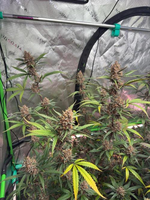 Donutz. Week 9