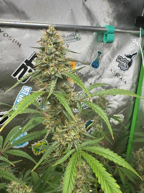 GMOAuto@Fastbuds. Week 9