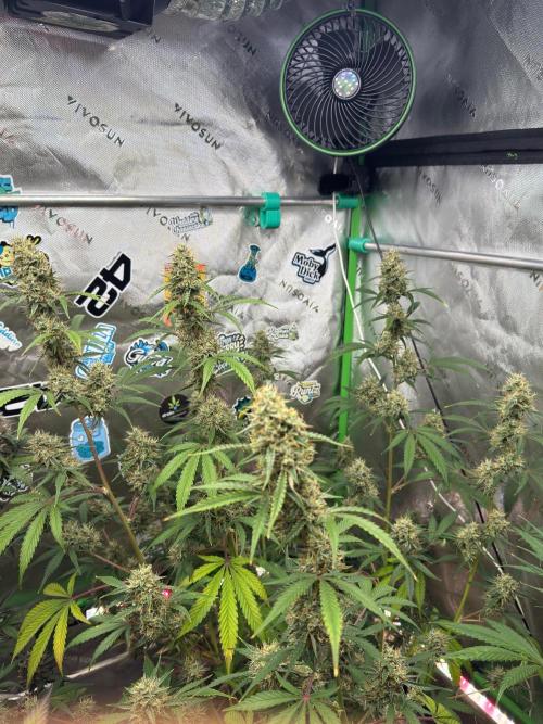 GMOAuto@Fastbuds. Week 9