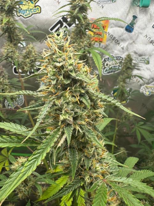 GMOAuto@Fastbuds. Week 9