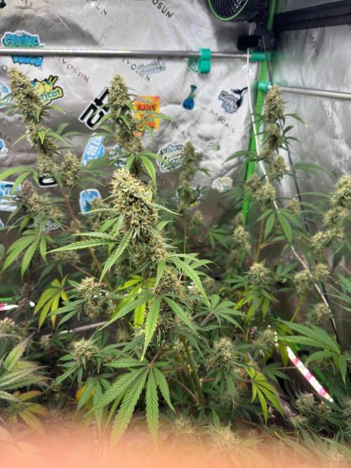 GMOAuto@Fastbuds. Week 9