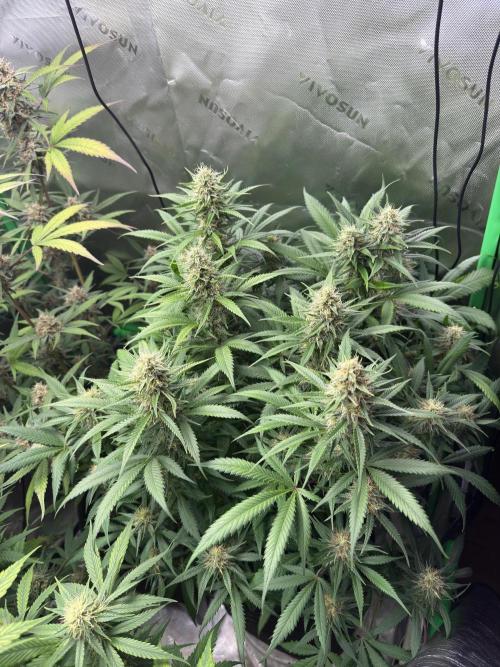 Pinapple OG @Fastbuds. Week 9