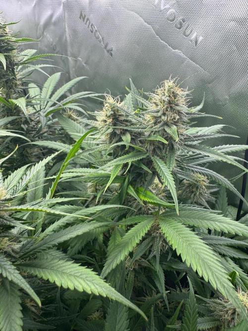 Pinapple OG @Fastbuds. Week 9