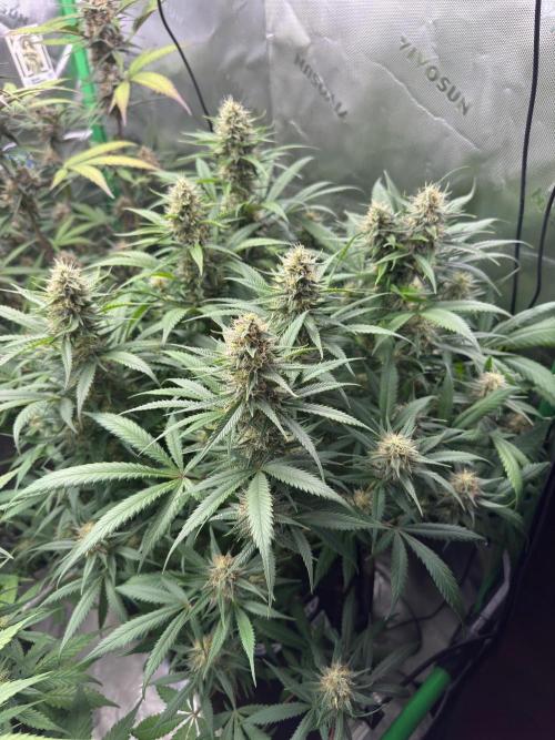 Pinapple OG @Fastbuds. Week 9
