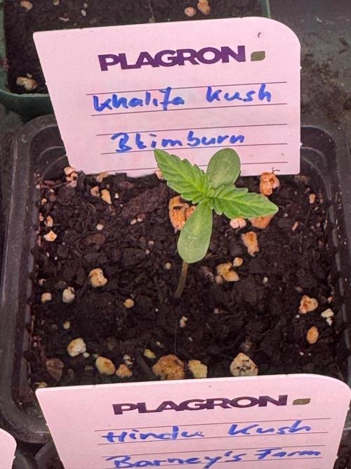 Khalifa Kush. Week 0