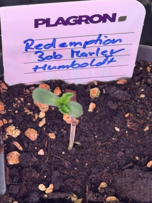 Redemption Indica. Week 0