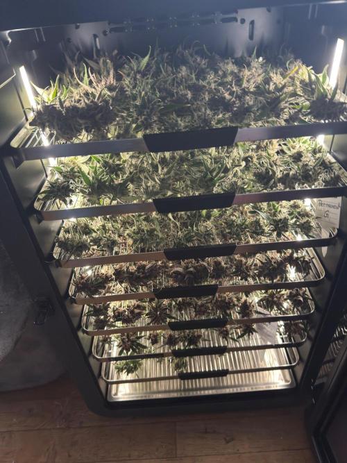 Parament G. Week 10