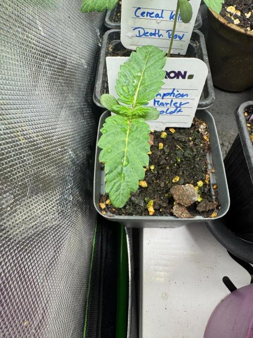 Redemption Indica. Week 1
