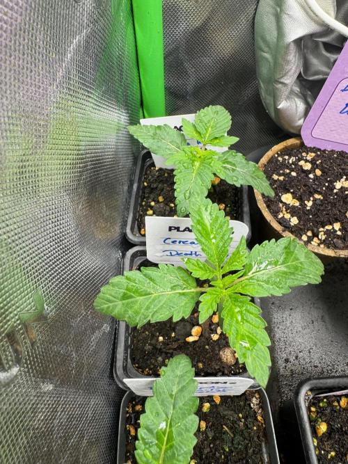 Cereal Killa Fem. Week 1