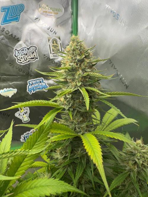 Pinapple OG @Fastbuds. Week 10