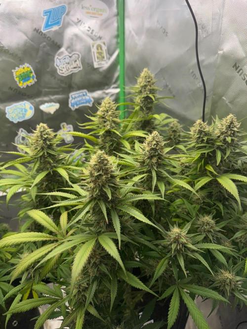 Pinapple OG @Fastbuds. Week 10