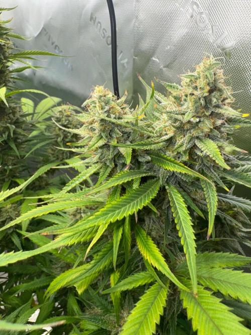 Pinapple OG @Fastbuds. Week 10