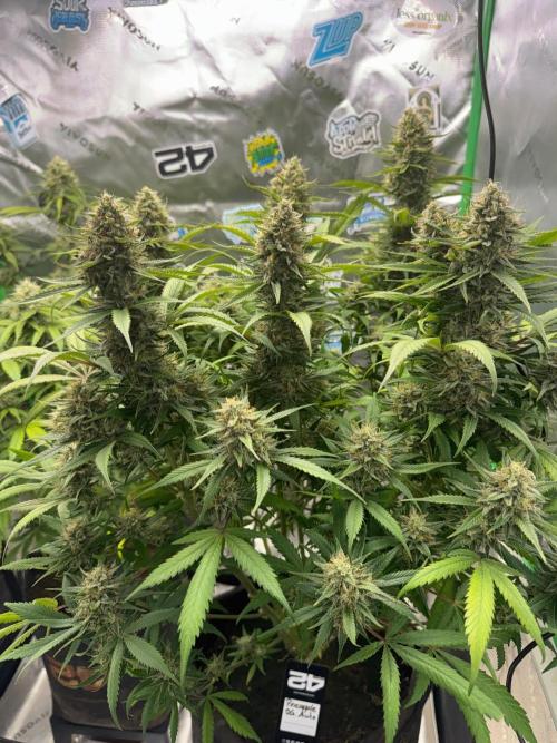 Pinapple OG @Fastbuds. Week 10
