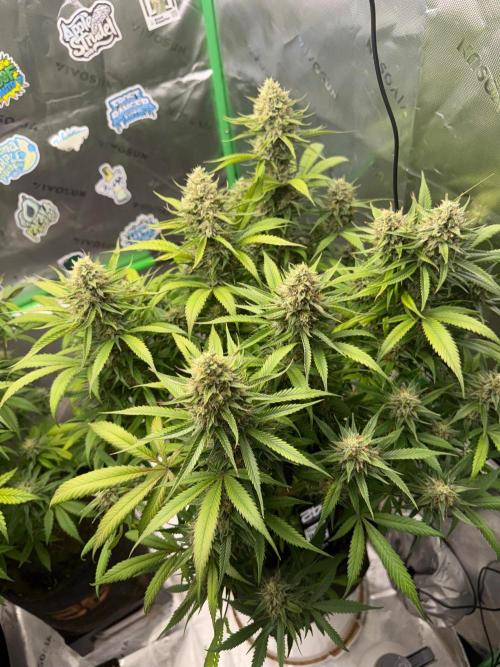 Pinapple OG @Fastbuds. Week 10