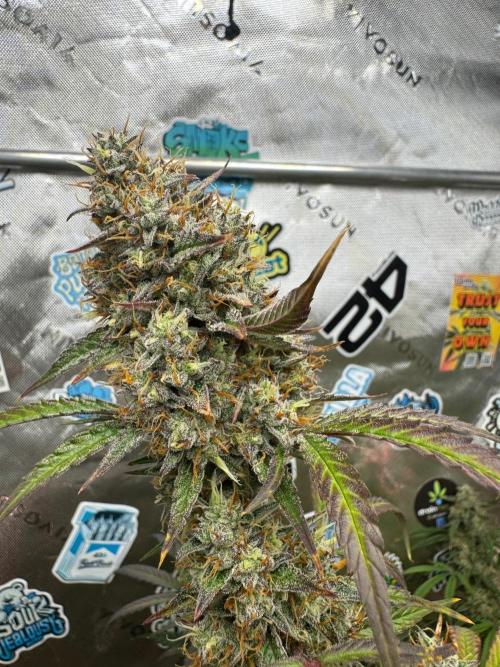 GMOAuto@Fastbuds. Week 10