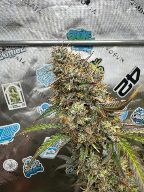 GMOAuto@Fastbuds. Week 10