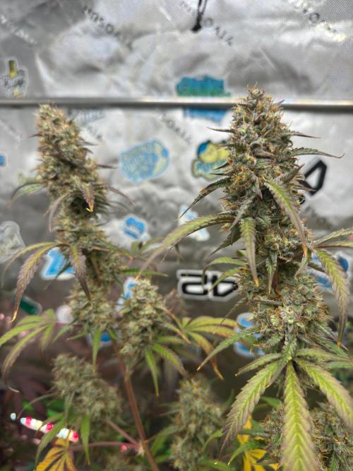 GMOAuto@Fastbuds. Week 10