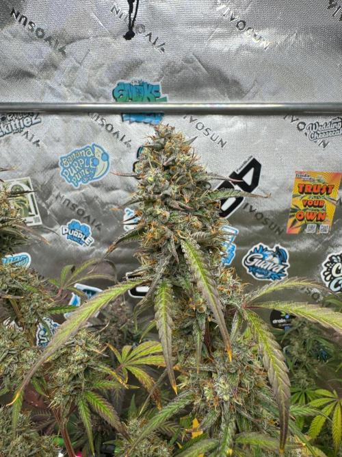 GMOAuto@Fastbuds. Week 10