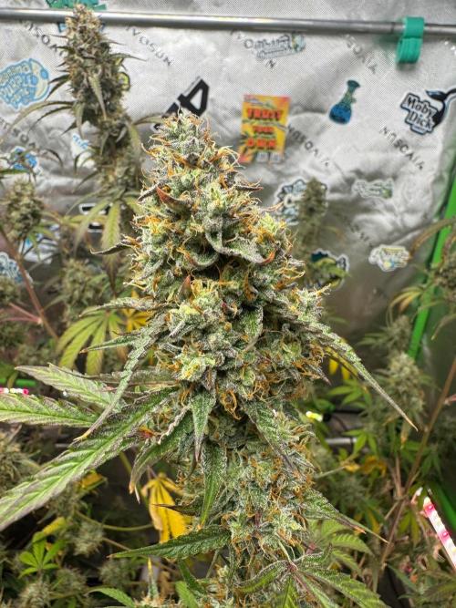 GMOAuto@Fastbuds. Week 10