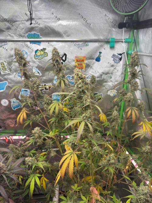 GMO Auto. Week 10