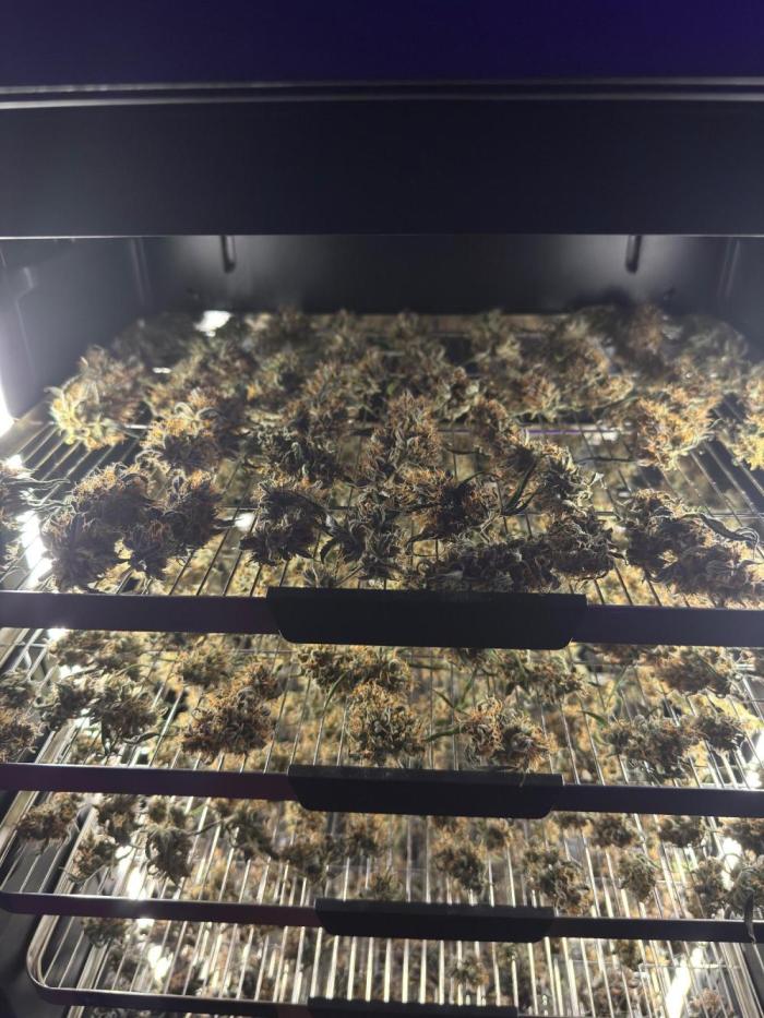 GMOAuto@Fastbuds. Week 11
