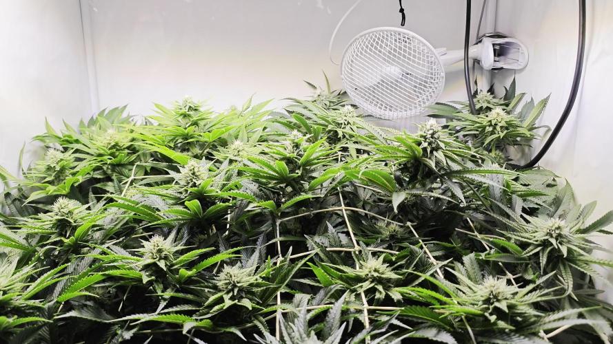 Monkey 🐒 Grow 
