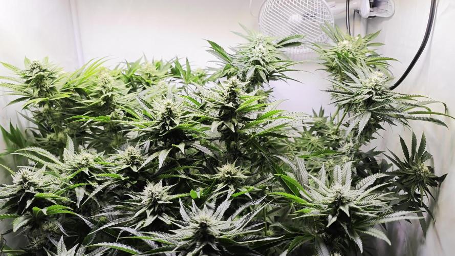 Monkey 🐒 Grow 