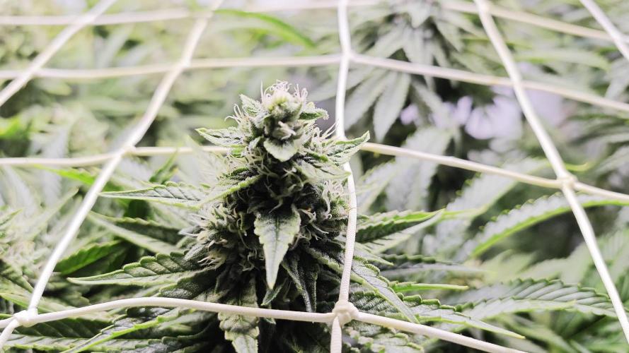 Monkey 🐒 Grow 