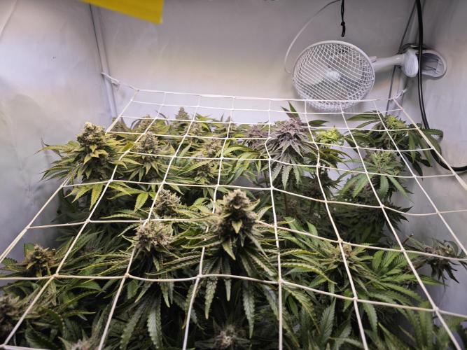 Monkey 🐒 Grow . Week 12