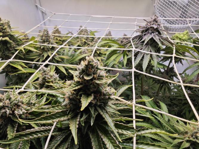 Monkey 🐒 Grow . Week 12