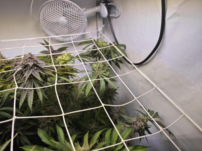 Monkey 🐒 Grow . Week 12