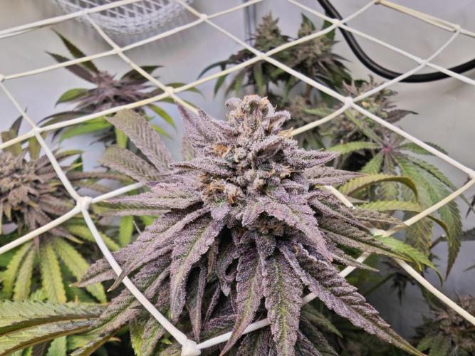 Monkey 🐒 Grow . Week 13