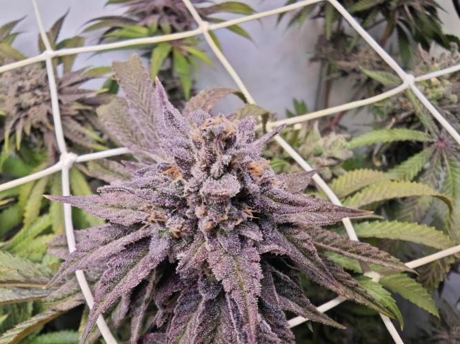 Monkey 🐒 Grow . Week 13