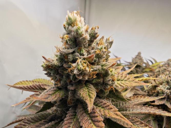 Monkey 🐒 Grow . Week 14