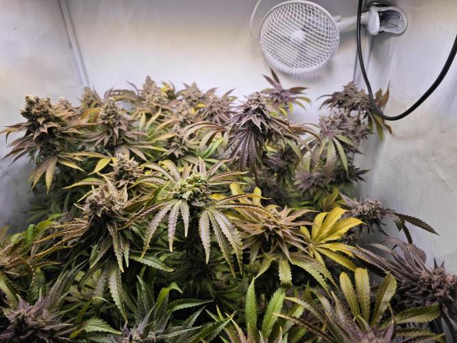 Monkey 🐒 Grow . Week 14