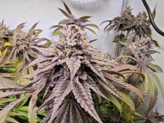 Monkey 🐒 Grow . Week 14