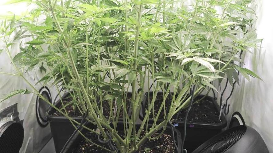Monkey 🐒 Grow 