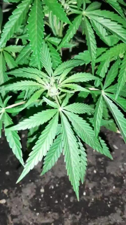 my first indoor greenhouse