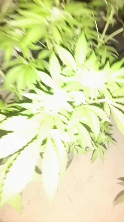 my first indoor greenhouse