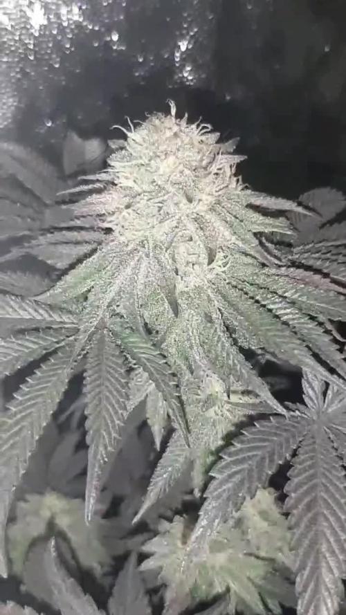 my first indoor greenhouse