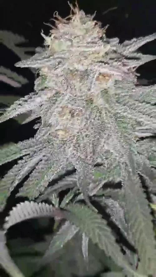 my first indoor greenhouse