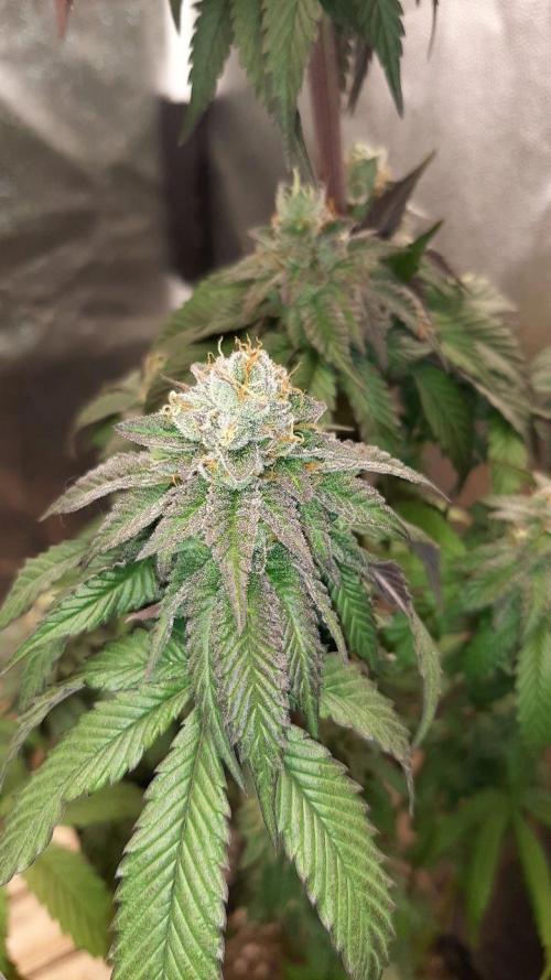 my first indoor greenhouse. Week 16 - Baker's Delight#5 - DNA 