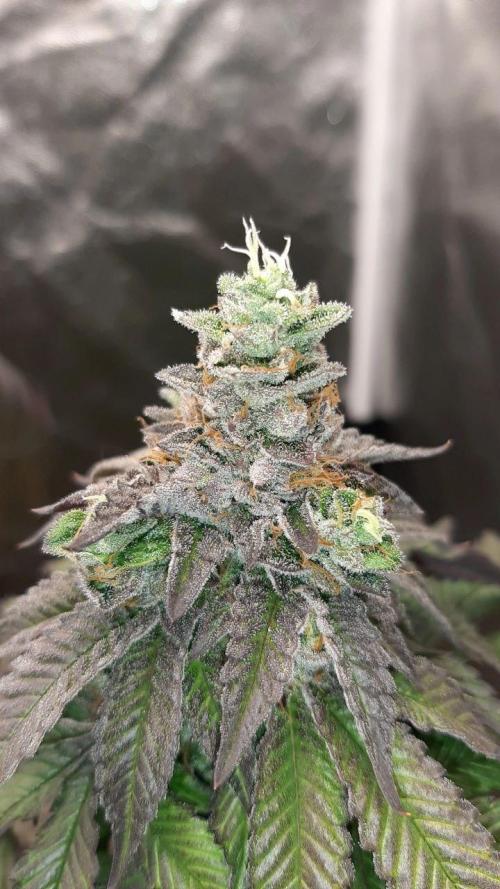 my first indoor greenhouse. Week 16 - Baker's Delight#5 - DNA - 