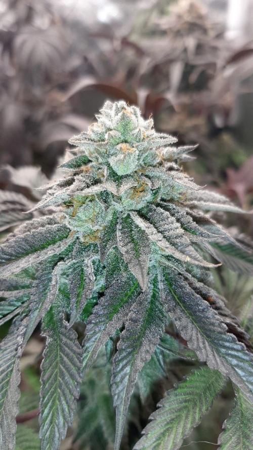 my first indoor greenhouse. Week 16 - Baker's Delight#3 - DNA 