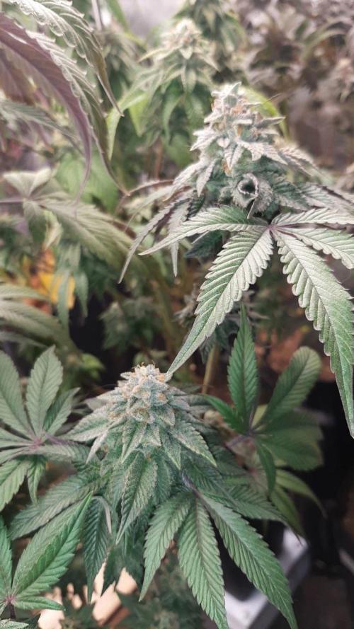 my first indoor greenhouse. Week 16 - Baker's Delight#3 - DNA 