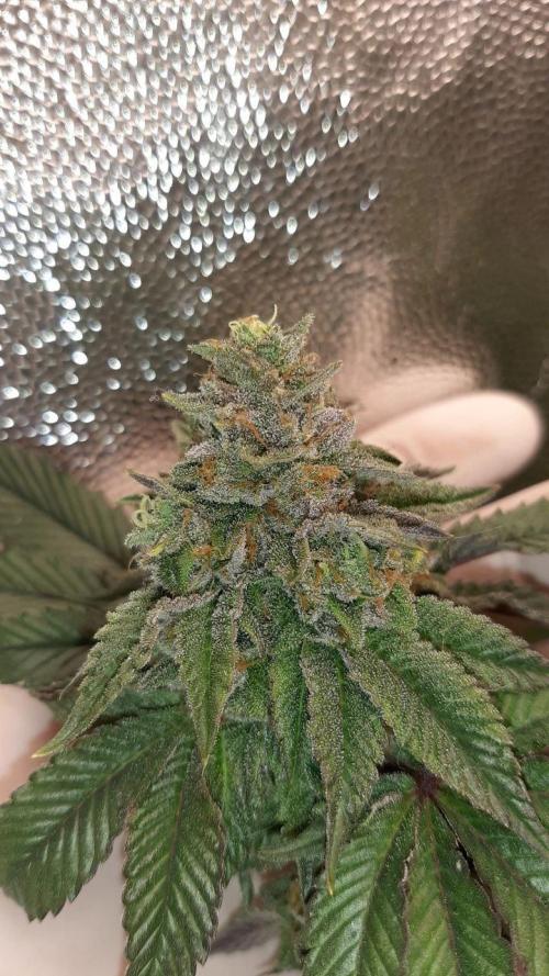 my first indoor greenhouse. Week 16 - Baker's Delight#1 - DNA/ lateral bud