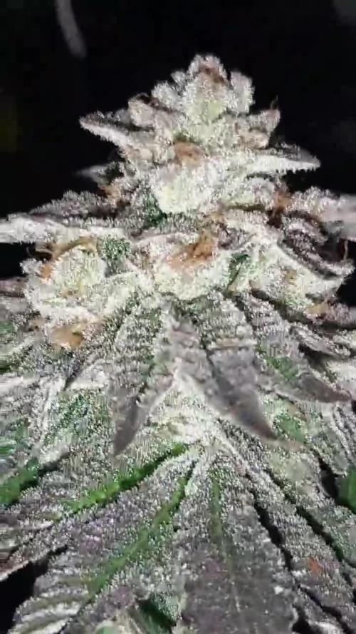 my first indoor greenhouse