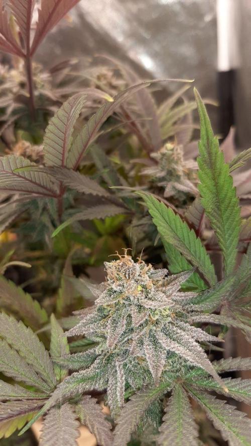 my first indoor greenhouse. Week 16 - GMO#1