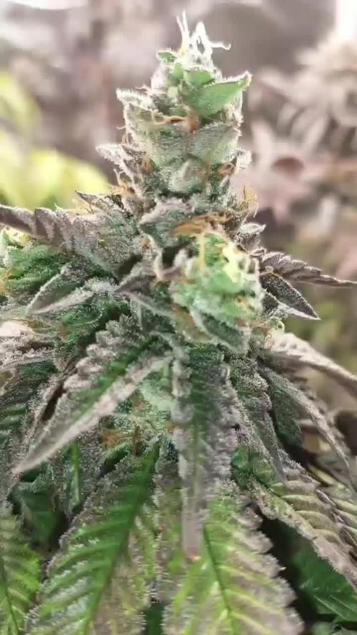 my first indoor greenhouse