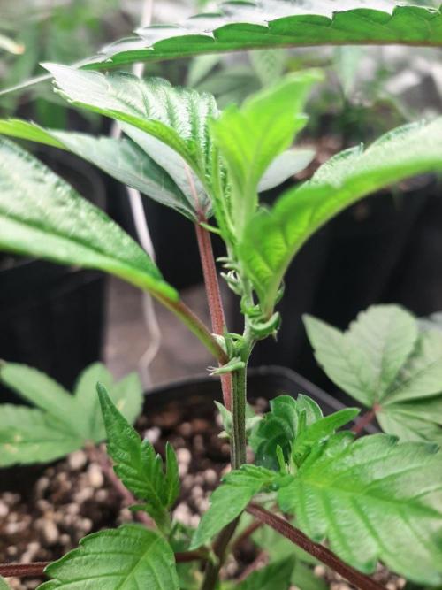 Clone race. Week 1 - Are these clone leaves?
